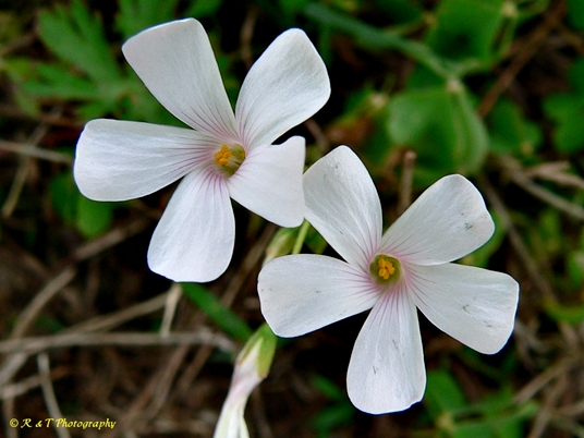{Oxalis articulata}